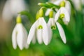 Detailed close-up of snowdrops showcases the purity and resilience of these early spring flowers,
