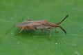 Close up of a squash bug , Coriomeris denticulatus on a green leaf Royalty Free Stock Photo