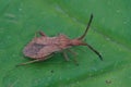 Close up of a squash bug , Coriomeris denticulatus on a green leaf Royalty Free Stock Photo