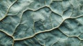 Detailed Close Up of a Teal Leaf Texture Royalty Free Stock Photo