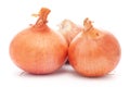 Detailed close-up of three Organic fresh Orange onion vegetable   Allium cepa , isolated over white background Royalty Free Stock Photo