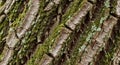 Close-up of tree bark with moss, showcasing natural texture and detail Royalty Free Stock Photo