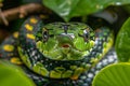 Detailed close up of a vibrant emerald green snake in its natural jungle habitat