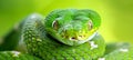 Detailed close up of a vibrant green snake among the lush foliage in the tropical jungle