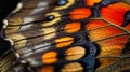 Colorful Butterfly Wing Close Up Royalty Free Stock Photo
