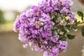 Blooming Powhatan Lagerstroemia Detail