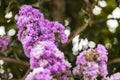 Blooming Powhatan Lagerstroemia Detail