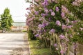 Blooming Powhatan Lagerstroemia Detail