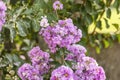 Blooming Powhatan Lagerstroemia Detail