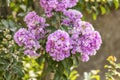 Blooming Powhatan Lagerstroemia Detail