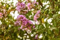 Blooming Powhatan Lagerstroemia Detail