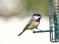 Close Up of Black-capped Chickadee At Feeder Royalty Free Stock Photo