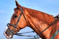 Race horse head - profile view on blue sky Royalty Free Stock Photo