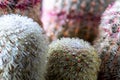 Close up view of  colorful cactuses with rain drops. Royalty Free Stock Photo