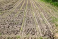 Detailed close up view on dry agricultural grounds with tire tracks in high resolution Royalty Free Stock Photo
