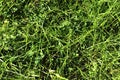 Detailed close up view on green grass and meadows with some small flowers taken in summer Royalty Free Stock Photo