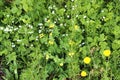 Detailed close up view on green grass and meadows with some small flowers taken in summer Royalty Free Stock Photo