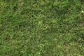 Detailed close up view on green grass and meadows with some small flowers taken in summer Royalty Free Stock Photo