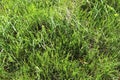 Detailed close up view on green grass and meadows with some small flowers taken in summer Royalty Free Stock Photo