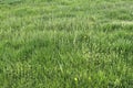 Detailed close up view on green grass and meadows with some small flowers taken in summer Royalty Free Stock Photo