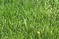 Detailed close up view on green grass and meadows with some small flowers taken in summer Royalty Free Stock Photo