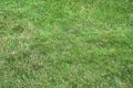 Detailed close up view on a green grass texture in a field in summer taken in high resolution Royalty Free Stock Photo