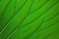 Detailed, close up view of a green leaf with pinnate vein structure. Generative-AI