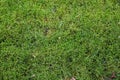 Detailed close up view on moss textures on a forest ground