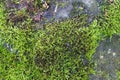 Detailed close up view on moss textures on a forest ground