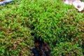 Detailed close up view on moss textures on a forest ground