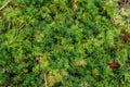 Detailed close up view on moss textures on a forest ground