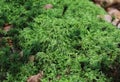 Detailed close up view on moss textures on a forest ground