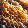 Detailed close-up view of a natural honeycomb with few worker bees