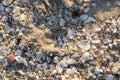 Detailed close up view at shells on a sandy beach at the baltic sea Royalty Free Stock Photo