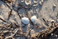 Detailed close up view at shells on a sandy beach at the baltic sea Royalty Free Stock Photo