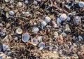 Detailed close up view at shells on a sandy beach at the baltic sea Royalty Free Stock Photo