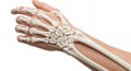 Wrist Bone Close-Up Visualization on White Background Showing Carpal Bones Metacarpals and Phalanges Human Anatomy for Medical Royalty Free Stock Photo