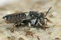 Close up of a cleptoparasite, cuckoo bee on wood in the genus Epeolus,