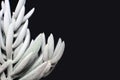 Detailed close up of a White Senecio Haworthii succulent potted plant on dark background