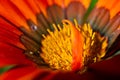 detailed close up of the yellow and orange pistils and petals of a flower in the gerbera or African daisy family, on an autumn day Royalty Free Stock Photo