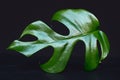 Close view of a exotic tropical  Mini Monstera Rhaphidophora Tetrasperma Philodendron plant leaf on black background Royalty Free Stock Photo