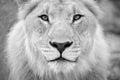 A detailed closely cropped black and white portrait of a young male lion Royalty Free Stock Photo