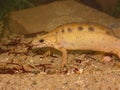 Closeup on an abnormal white colored male Triturus carnifex, Italian crested newt, underwater