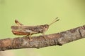 Closeup on an adult brown colored European rufous grasshopper, Gomphocerippus rufus