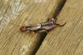 Detailed closeup on an adult colored European common earwig, Forficula auricularia, sitting on wood Royalty Free Stock Photo