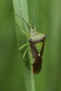 Closeup on the adult imago hawthorn shield bug, Acanthosoma haemorrhoidale hiding in the grass
