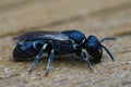 Detailed closeup on the al black and quite rare punctate spatulate-masked bee , Hylaeus punctatus