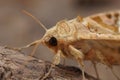 Closeup of the Angle shades moth, Phlogophora meticulosa sitting on wood