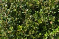 A detailed closeup angle view of bright lush fresh cut garden wall bush shrubbery vegetation growth covering