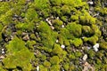A detailed closeup angle view of bright sunny moss growth vegetation growth covering
